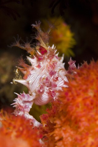Juvenile lionfish in Bunaken, Indonesia